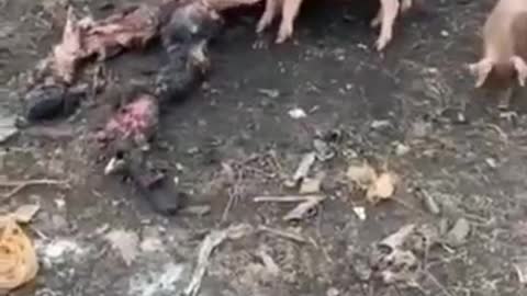 18+ !!! RAW - UkroNazis Getting Eaten By Pigs