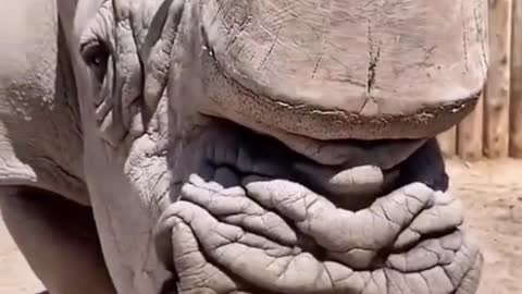 Raw animal rhino