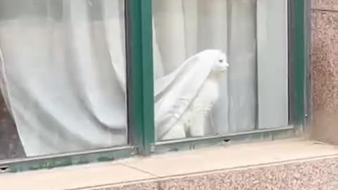 "Adorable Fluffy Cat Plays and Cuddles with Owner - Heartwarming Video"