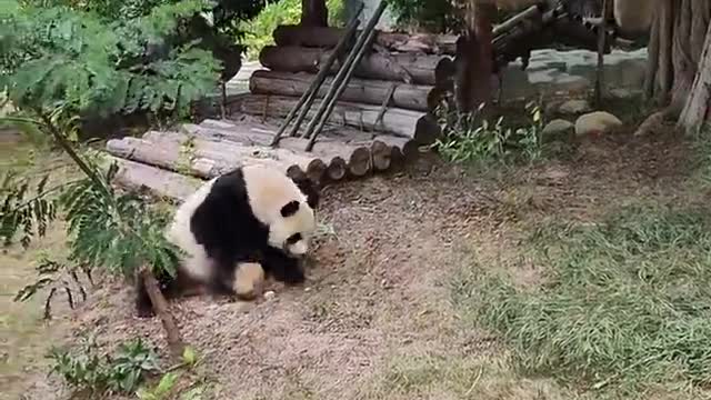 Baby panda