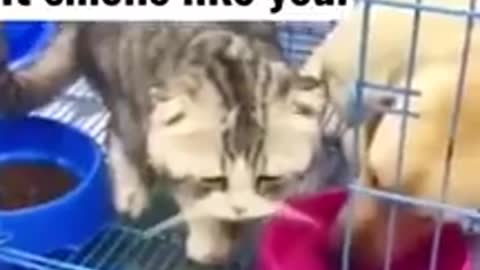 Funny cat video