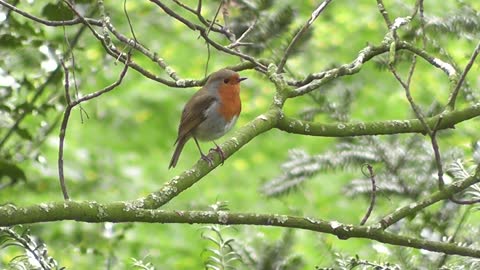 #Robin #Robin video#Animal# Animal video#