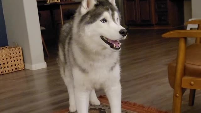 Husky Churtle...He wants his after dinner mint!