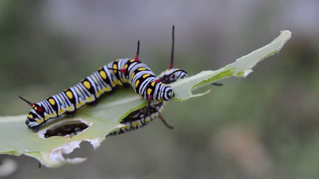 eating caterpillars