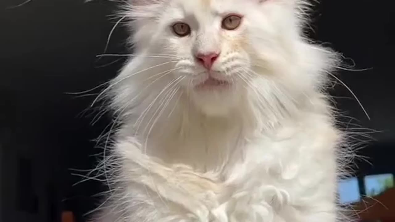Cute cat video