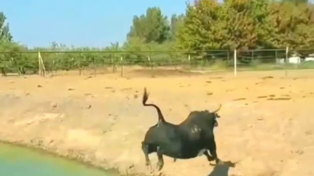 Bull jumped