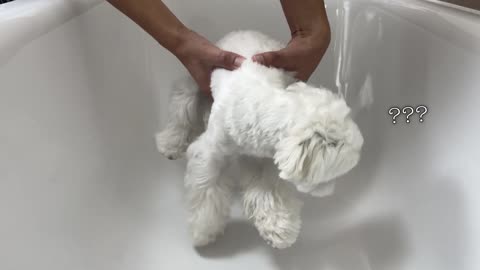 Cute Puppy Reaction When I Pretend to Drop him in Bathtub