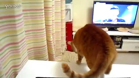 The two cats are fighting.