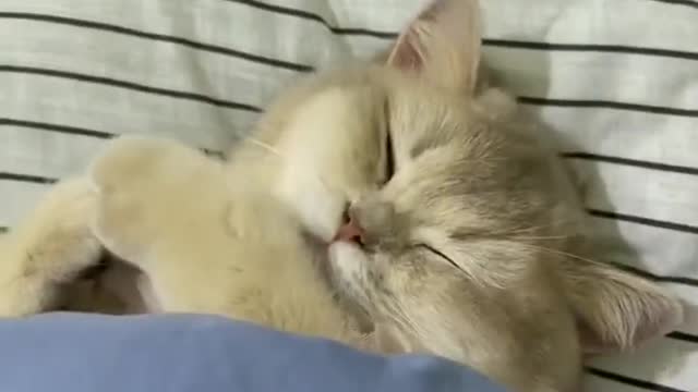 Sleeping cat is adorable