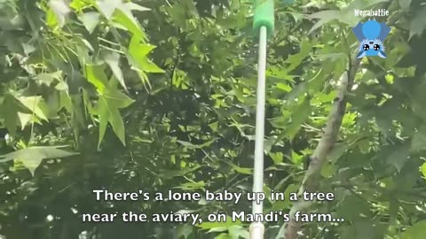 Sounds of Aussie Summer Mandi's creche aviary