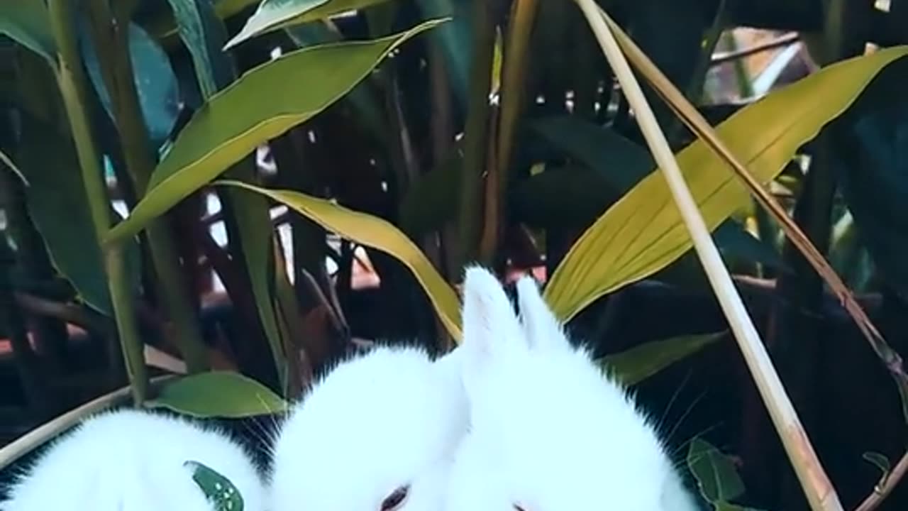 Cute Rabbits