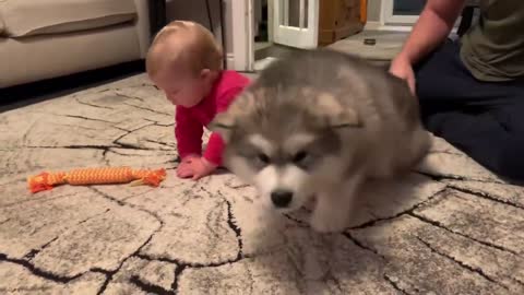 The Best Year Of Our Lives! Baby And Puppy Growing Up Together! (Cutest Ever!!)