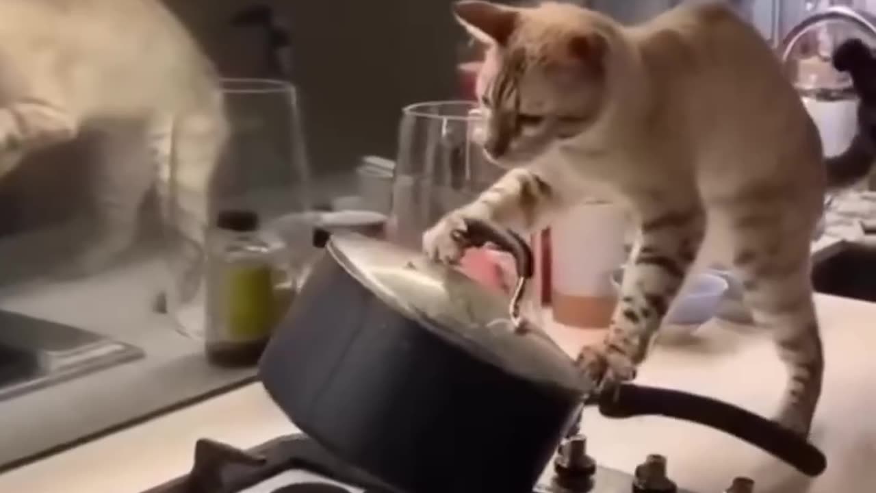 Cute cats 😻😻