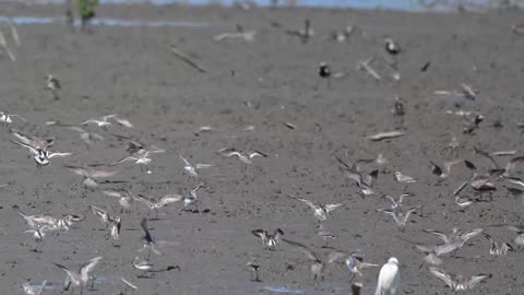 20220827 香山濕地水鳥飛行