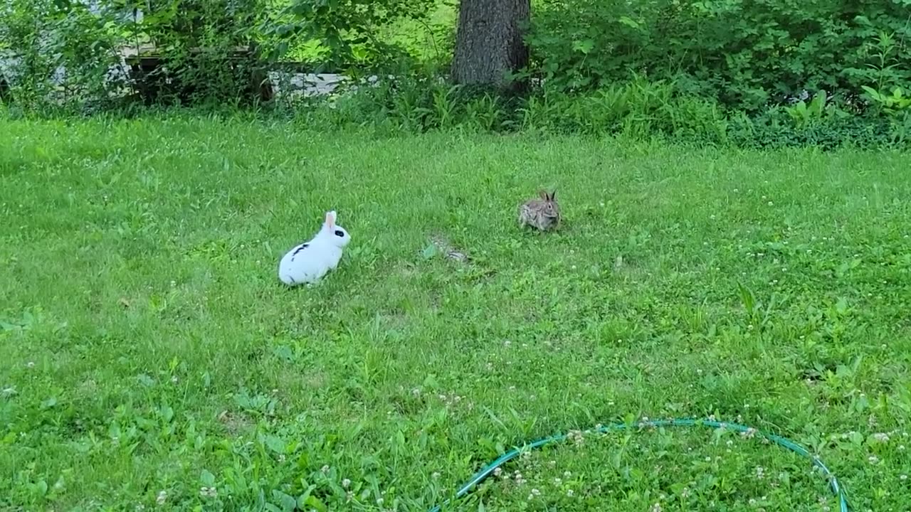 Pet rabbit meet wild rabbit for the first time