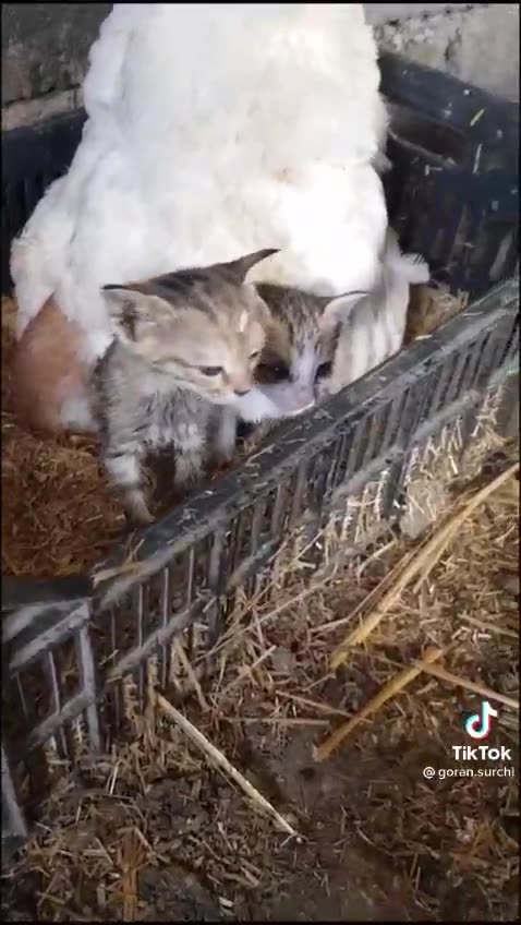 🟪🟡A MOTHER’S LOVE🟪🟡