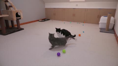 Cat Zoomies !!!!