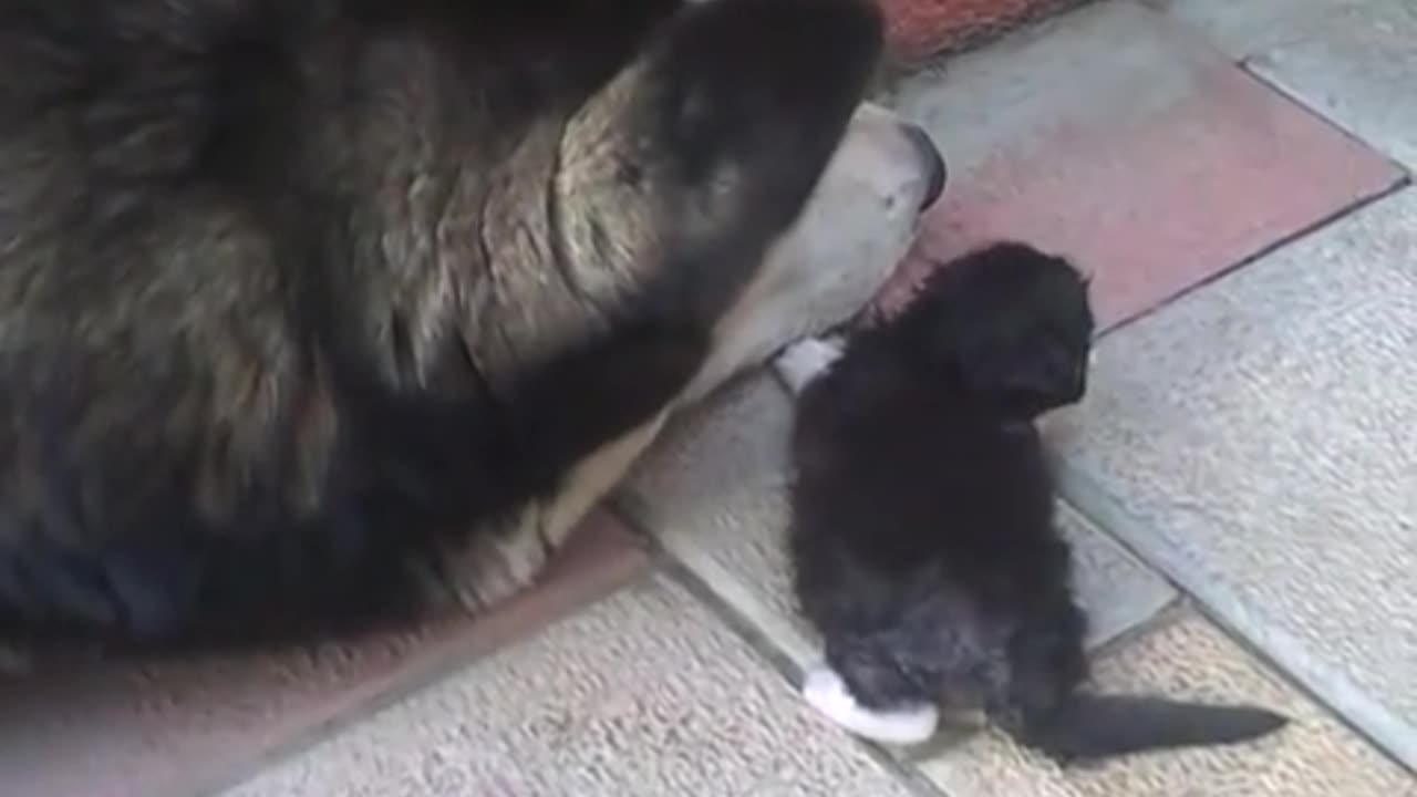 Husky protects a kitten from its own mother