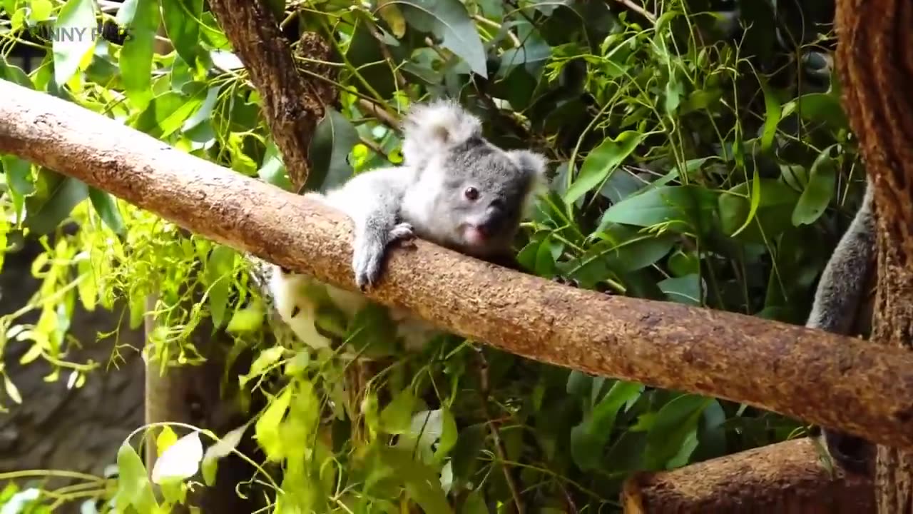 Cute Koalas Playing 🐨 Funny Koala Bears [Funny Pets]