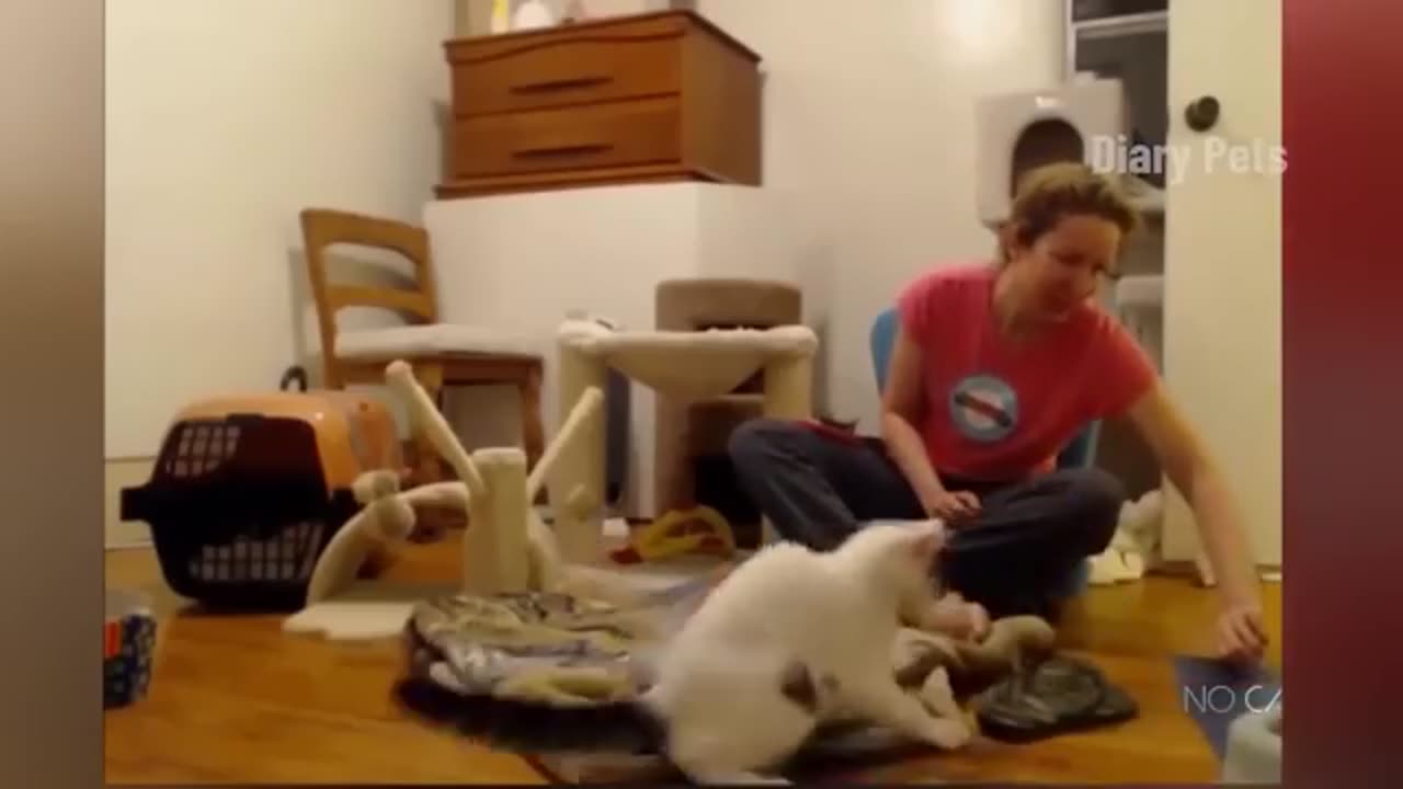 #video funny animal video #comedy cats funny video