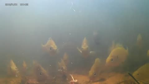 Bluegill catch filmed underwater