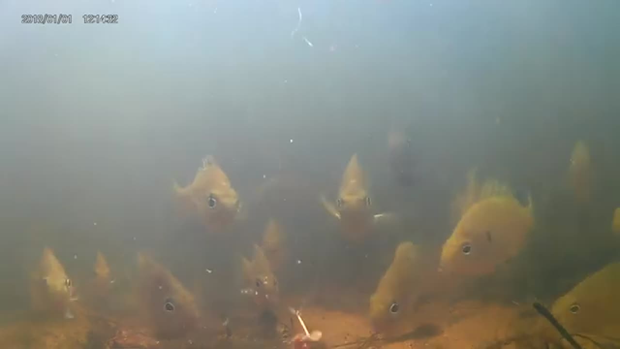 Bluegill catch filmed underwater