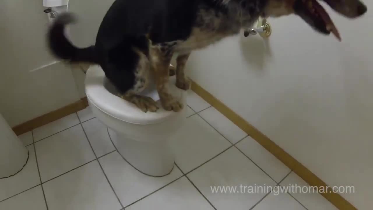 Dog uses the toilet, very smart dog!