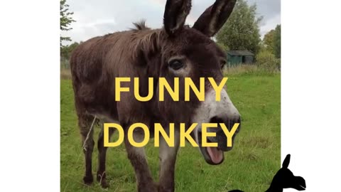 FUNNY DONKEY