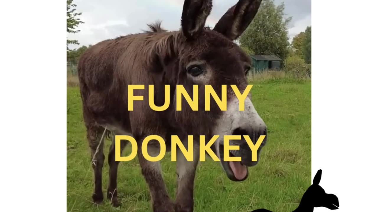 FUNNY DONKEY