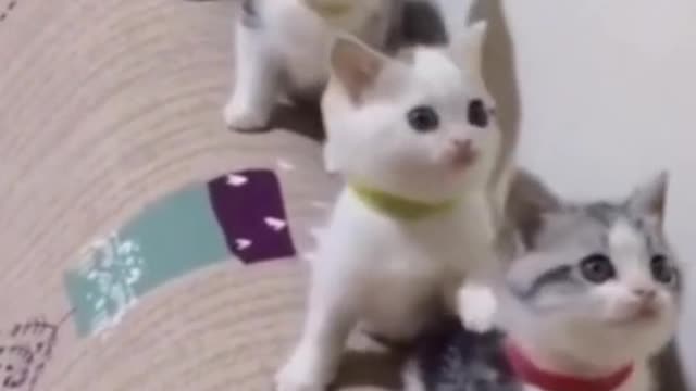 Funny cat