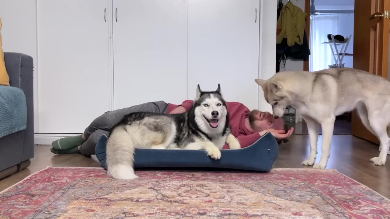 Stealing My Dog's Bed | Funny Husky Reaction