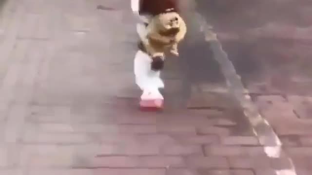 neat dog going for a walk. funny dog