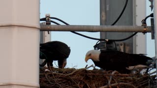 Eagle Brings a Fish Home to Feed the Babies.