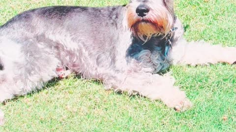 Our Beloved Dexter