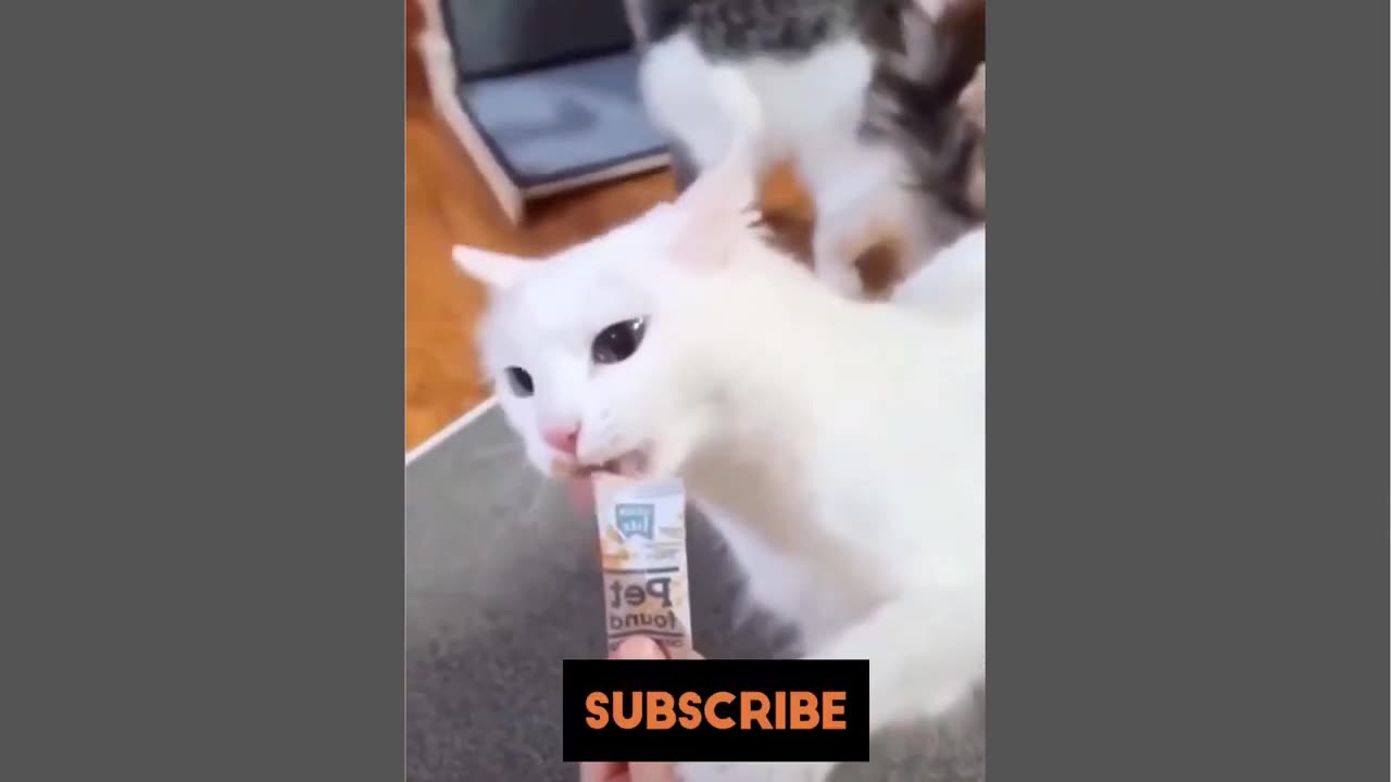 Cat Video Compilation 2024