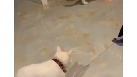 cat and dog fight