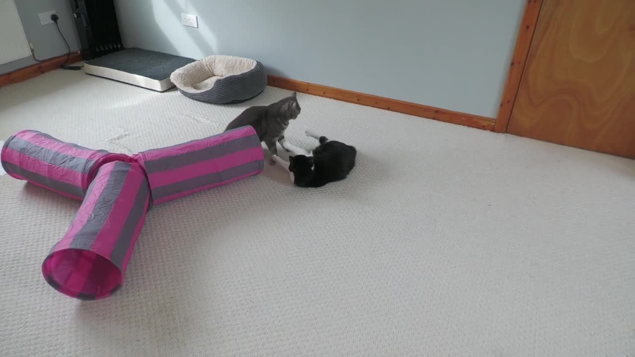 Young Cat Tries To Overpower Older Cat