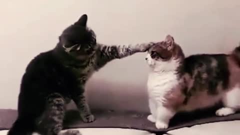 Funny Animlas Video #9