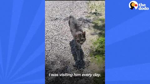 Girl Is Determined To Earn This Cat’s Love | The Dodo Faith = Restored
