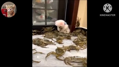Huge Newfy and cute puppy play together adorably!