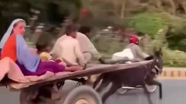 I like this fast running donkey and I want to marry him.
