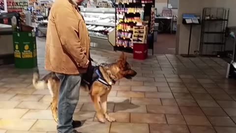 Service dog public access!