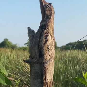 Awesome Camouflage 😱😱