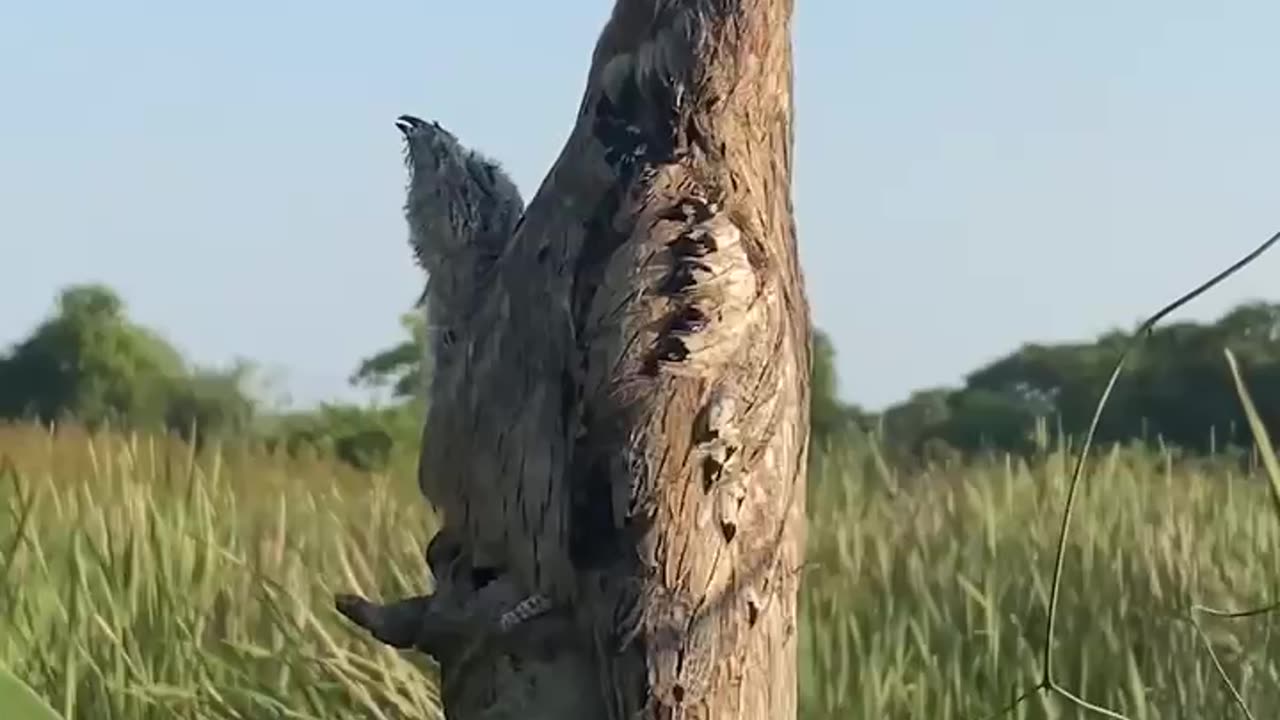 Awesome Camouflage 😱😱