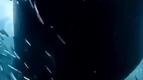 This is a beautiful and charming water-dwelling species