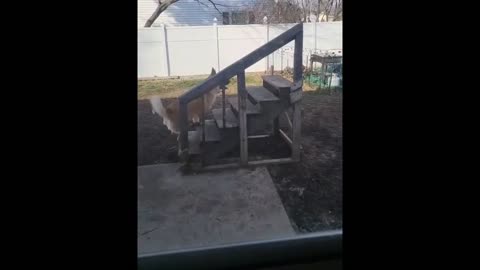 FUUNIEST VIDEOS OF CATS AND DOGS 2024.