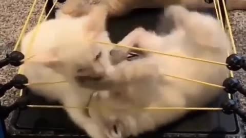 Funniest video || Animals cute videos cute dog 🐕