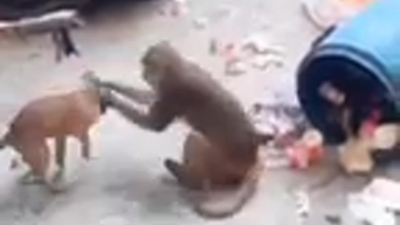 Funny animals
