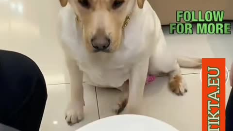 Hilarious dog knows how 🍟chip are served