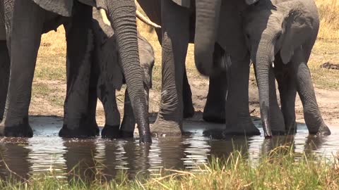 TOP 5 Places to SEE WILDLIFE in Africa
